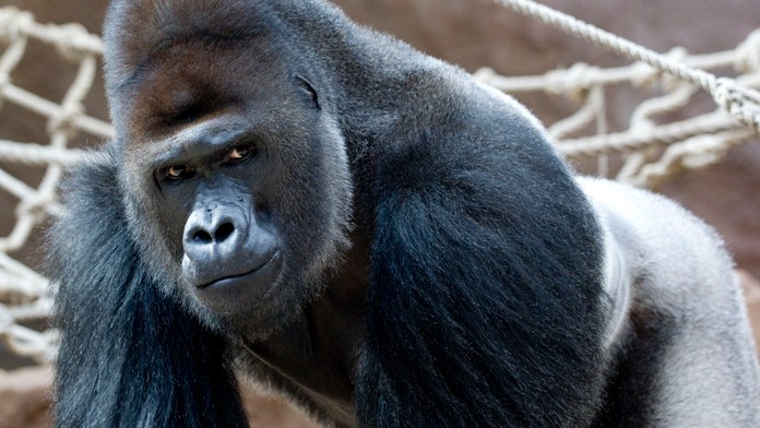 Covid v pražské ZOO! Pozitivní je gorilí miláček Richard i další zvířata