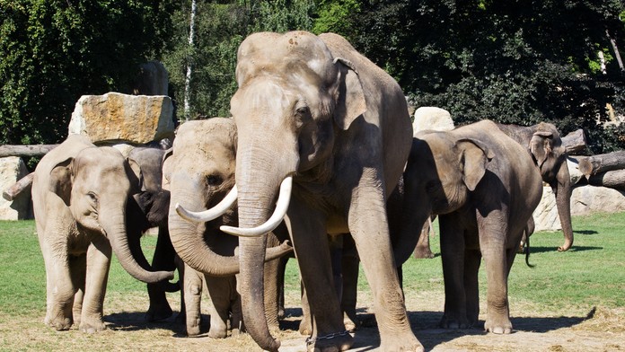 NOVINKY V ZOO: Samec Mekong si vyhlédl mladinkou Janitu