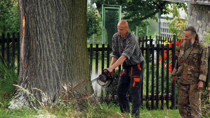 Tragédie v lese. Dřevorubce u Stříbra zabil strom