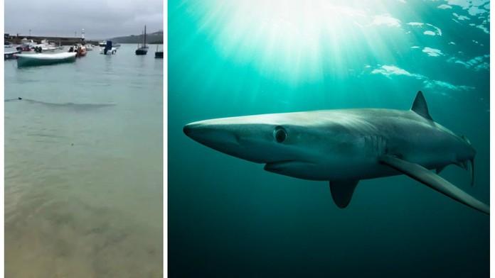 VIDEO: Turisty u britského pobřeží překvapil ohromný predátor!