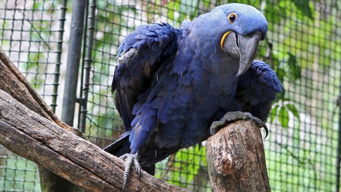 Ze zlínské zoo uprchl vzácný papoušek. Obří pták zmizel z neporušené voliéry