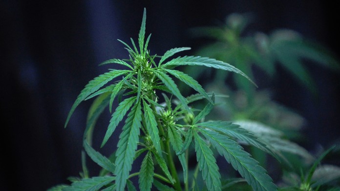 Kanadský parlament zlegalizoval rekreační kouření marihuany