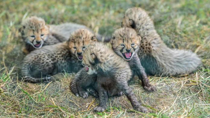 V pražské zoo se narodilo pět gepardích mláďat. Jsou v kritickém období