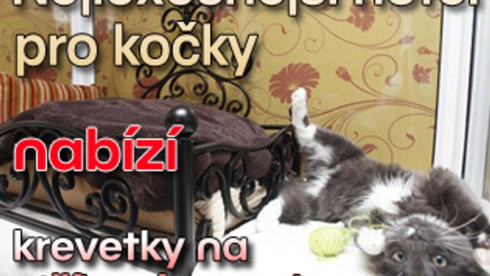 Nejluxusnější hotel pro kočky nabízí krevetky na stříbrném podnose