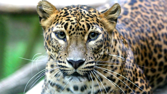 PRVNÍ FOTKY: V Zoo Brno se narodila mláďata levharta