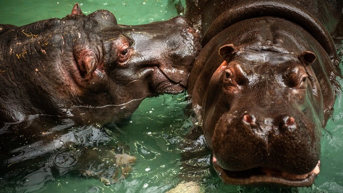 První nákaza covidem u hrochů: Zvládají to dobře, uvedla zoo