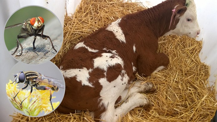 Krávy méně dojí, obtěžují je mouchy! Odborníci radí nasadit vosičky