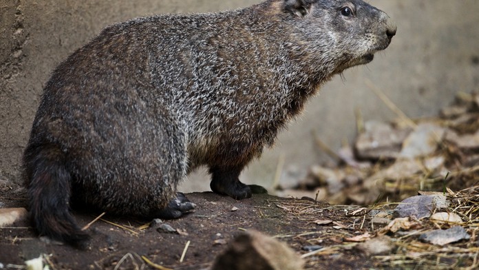 Svišti v pražské zoo začali šmejdit výběhem, věští tak příchod jara!