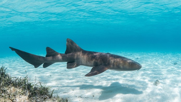 Horor na dovolené: Tři žraloci se pustili do malého chlapce, potrhali mu nohy