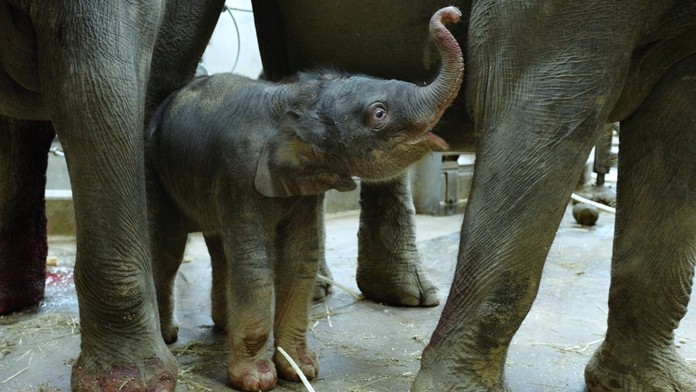Smutné zprávy z pražské zoo: Nejmladší slůně Amalee zabil herpes virus