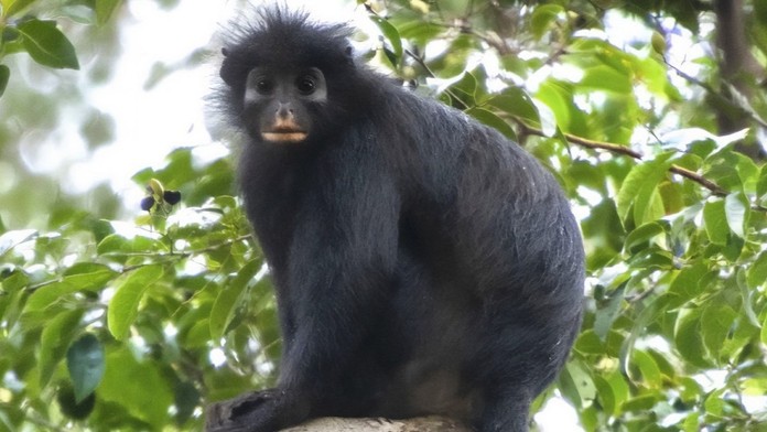 Nový druh opice Colobus congoensis
