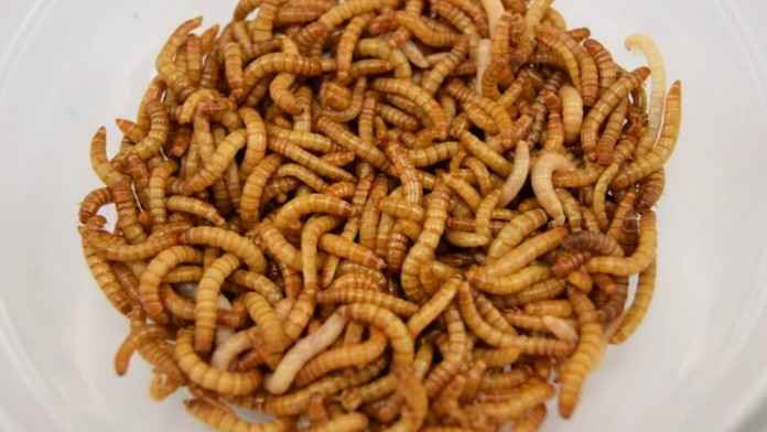 Potemník moučný
