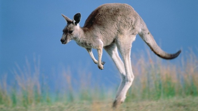 Klokan drsně zaútočil na australského farmáře, srazil ho z motorky