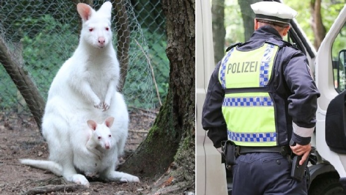 Ze zoo se ztratilo albínské mládě klokana! Případem se zabývá policie