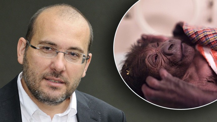 Gorilí mládě matce nevrátíme, říká ředitel zoo Bobek