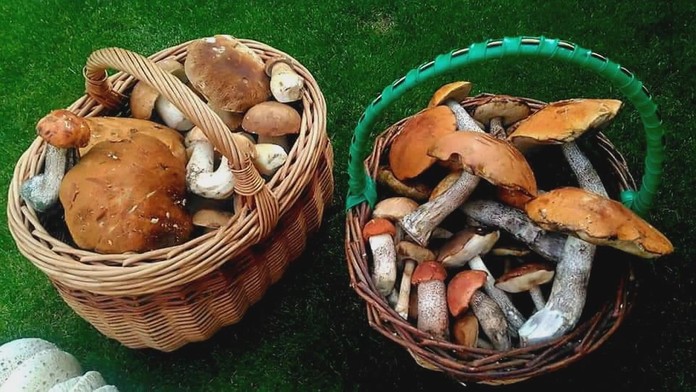 Marie vyrazila na houby, počíhali si na ni mladíci. Přišla o tašku plnou hřibů