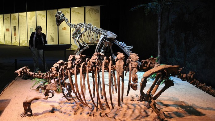 Výstava dinosauřích koster dorazila do Prahy! Jsou staré 300 milionů let