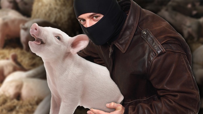 Gang na Pardubicku krade prasata! Zmizelo dalších jedenáct!