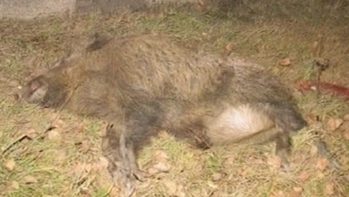 Prase zavinilo nehodu čtyř aut