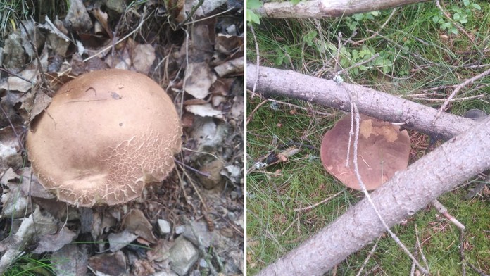 Už rostou! Houbaři z Brd si mnou ruce nad hříbky i křemenáči!