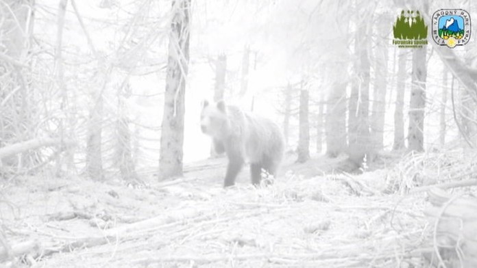 Hodně smutné foto: Medvěd si ukousal nohu z pytlácké pasti