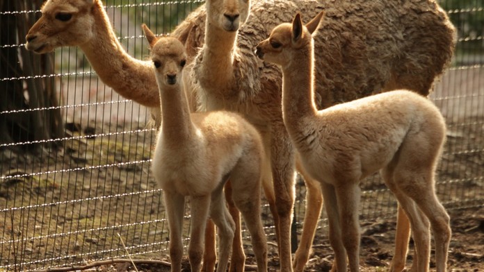 Agresivní psi rozsápali v brněnské zoo dvě mláďata lamy!