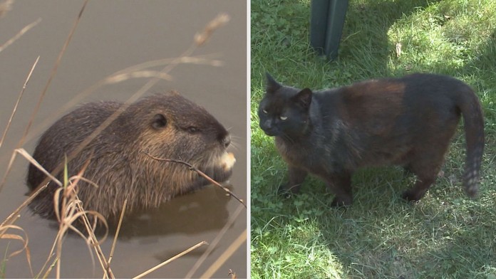 Boj o žrádlo! V Hradci Králové zakázali krmit kočky a nutrie