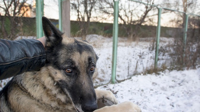 Silvestrovské petardy trápí psy! Takhle jim ulehčíte, radí veterinář