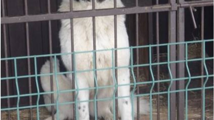 Nezvyklá nabídka: Úřad nabízí zájemcům tuhle fenku. Chcete ji?