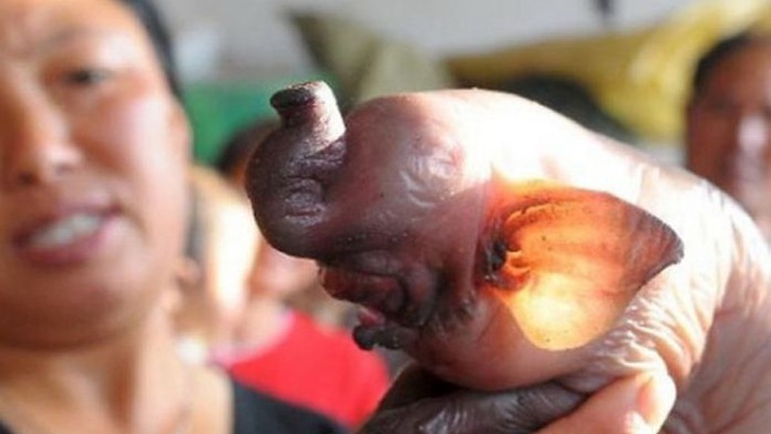 FOTO: Prase se sloní hlavou skončilo smutně