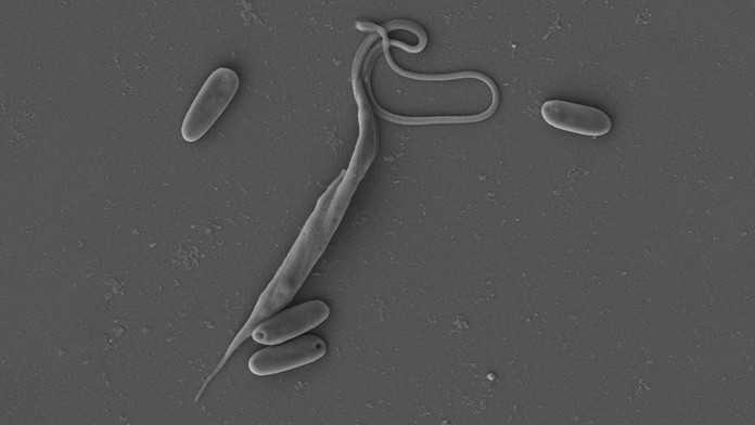 Český parazit má neobvyklý DNA kód. Je jako diktát nepozorného žáka, řekl biolog