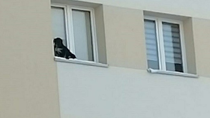 Muž zavřel psa na parapet okna v 9. patře. Zvíře se klepalo strachy