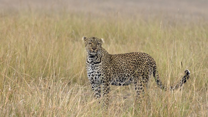 Lidožravý leopard sežral 15 lidí za jeden rok. Většina jsou děti