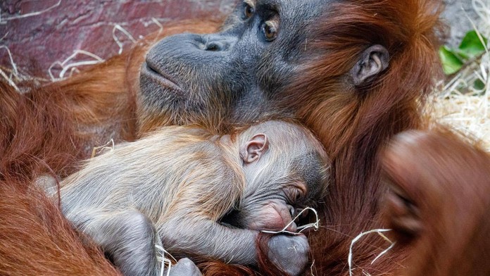 Pražská zoo má vzácný přírůstek. Narodilo se tam orangutaní mládě