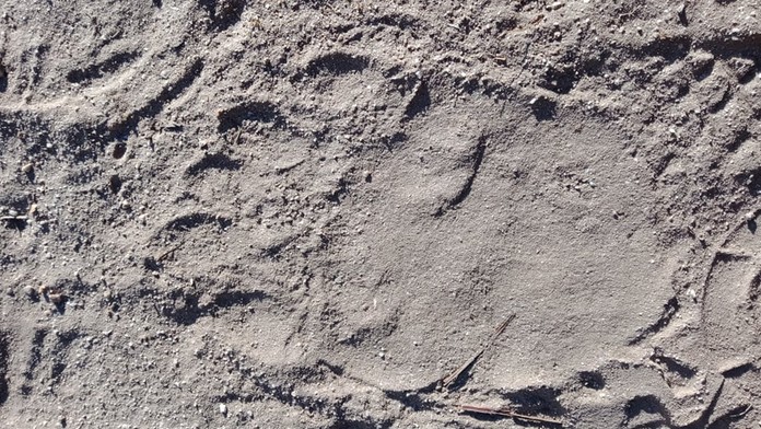 Foto jako důkaz: Uznávaný šerpa ukázal stopu Yettiho