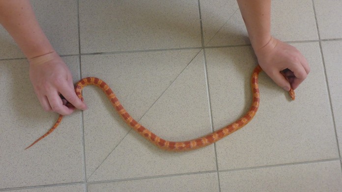 Užovka červená