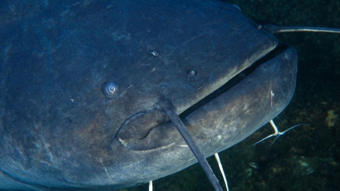 Sumec velký (Silurus glanis)