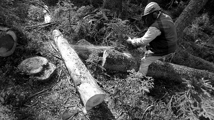 ŠUMAVA: Kdo je mocnější než aktivisté nebo dřevorubci? DÉŠŤ!