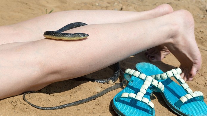 Pozor na hady. Chorvatsko před sezónou řeší nečekaný problém