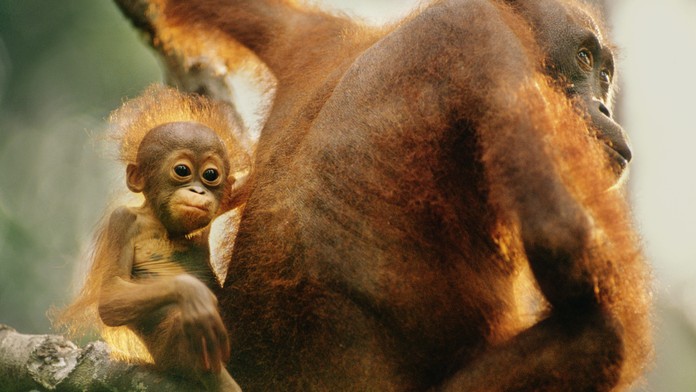 V pražské zoo slaví. Narodilo se tam po 42 letech orangutáně