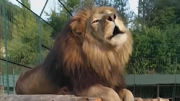 Lev usmrtil majitele zoo
