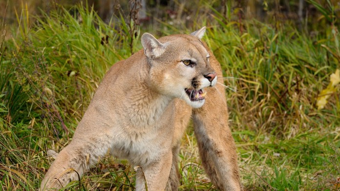 Chlapce v Calabasasu napadla puma, matka se do ní pustila holýma rukama