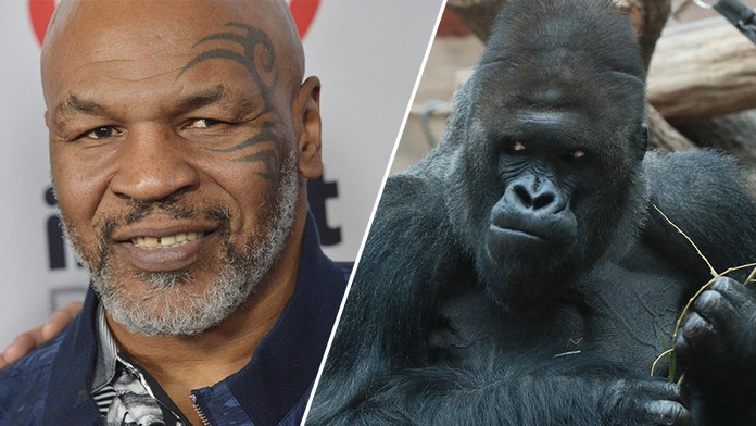 Boxerská legenda šokuje! Tyson se chtěl v ZOO mlátit s gorilou