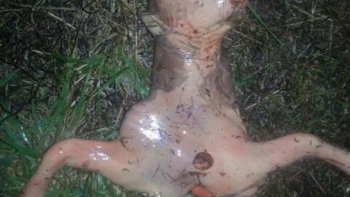Žena našla na dvorku záhadné růžové monstrum! Co to je?