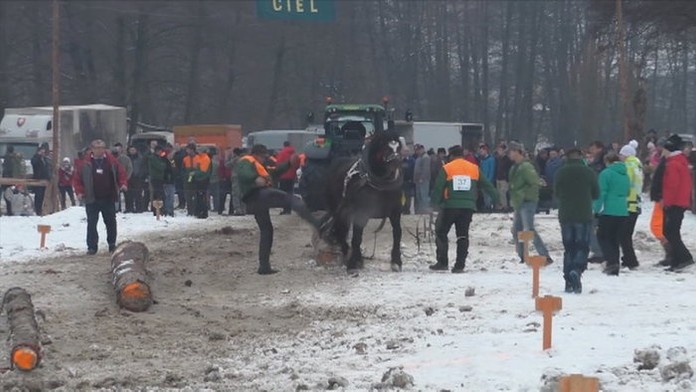 VIDEO: Koně na závodech majitelé zbili a zkopali! Diváci křičeli zlostí