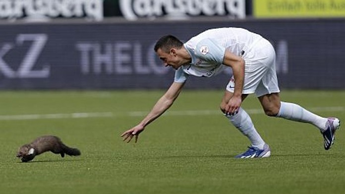 Neuvěřitelné! Na hřiště vběhla kuna a kousla hráče, který ji chytil
