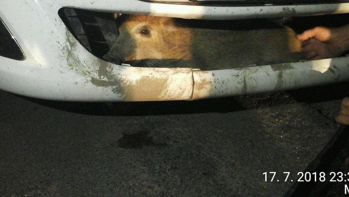 Řidič srazil sele divočáka, domů ho přivezl zaklíněné v nárazníku
