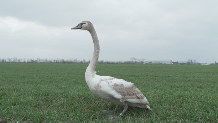 Labuť