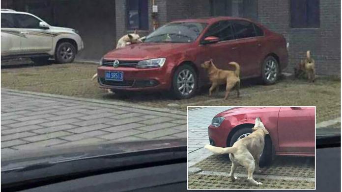 Řidič nakopl psa, ten se vrátil s kamarády a rozkousal mu auto!