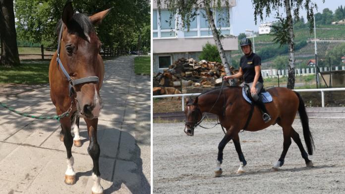 Policisté se loučí se čtyřnohým parťákem. Byl to žrout, vzpomínají